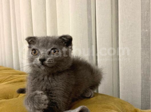Safkan Dişi Scottish Fold Yavru görsel