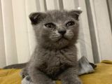 Safkan Dişi Scottish Fold Yavru