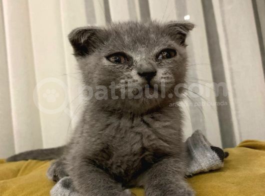 Safkan Dişi Scottish Fold Yavru görsel