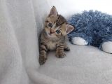 British Shorthair Black Ve Blackgolden Yavrular