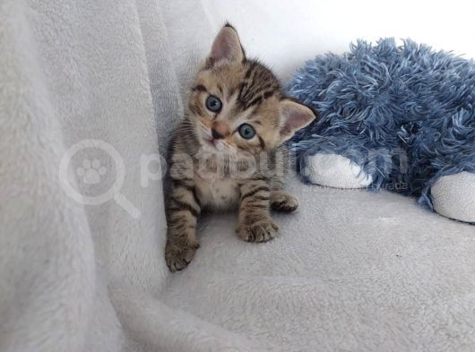 British Shorthair Black Ve Blackgolden Yavrular görsel