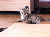 British Shorthair 2 Aylık Yavrular