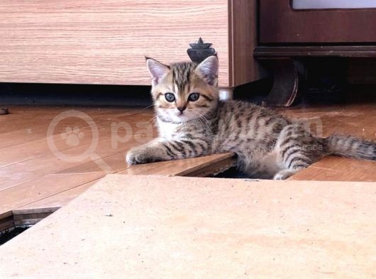 British Shorthair 2 Aylık Yavrular görsel