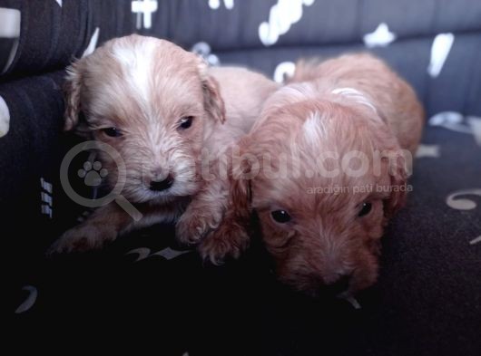 Maltipoo Yavrularımız görsel