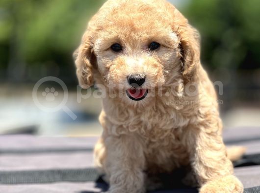 Bebek Surat Toy Poodle Yavrular görsel