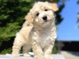 A Kali̇te Malti̇poo Bebekler