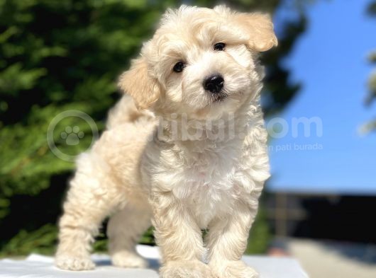 A Kali̇te Malti̇poo Bebekler görsel