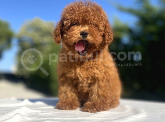Red Di̇şi̇ Poodle Bebekler