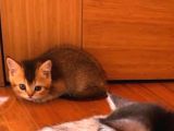 British Shorthair 2 Aylık Yavrular