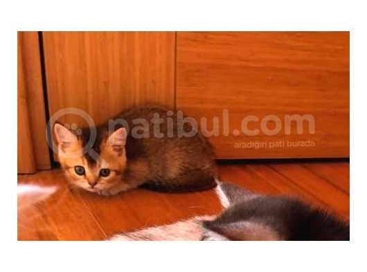 British Shorthair 2 Aylık Yavrular görsel