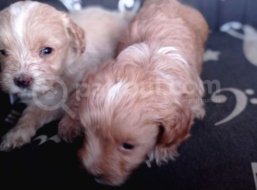 Maltipoo Yavrularımız görsel