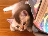 British Shorthair 2 Aylık Yavrular
