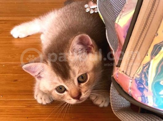 British Shorthair 2 Aylık Yavrular görsel