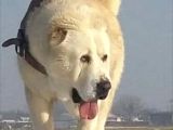 Secereli̇ Dünya Şampi̇yonu Yavrulari