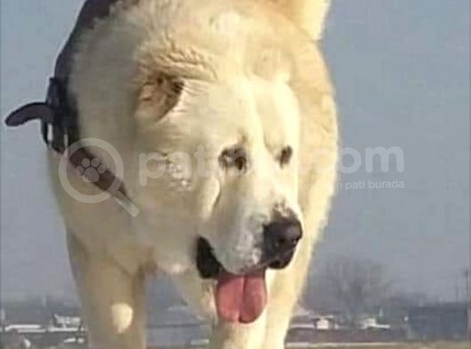 Secereli̇ Dünya Şampi̇yonu Yavrulari görsel