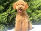 Aşilari Tam Toy Boy Poodle Oğlumuz