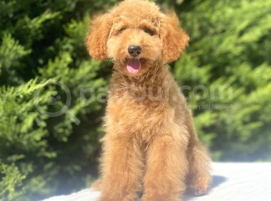 Aşilari Tam Toy Boy Poodle Oğlumuz görsel