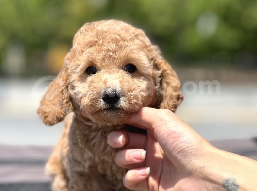 Bebek Surat Toy Poodle Yavrular