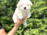 Orji̇nal Maltese Terri̇er Bebekler