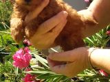 Di̇şi̇ Teacup Toy Poodle Yavrumuz