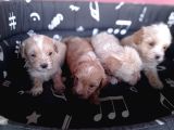 Maltipoo Yavrularımız