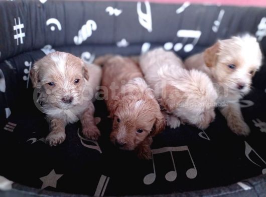 Maltipoo Yavrularımız görsel