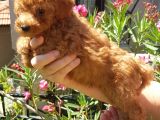 Di̇şi̇ Teacup Toy Poodle Yavrumuz