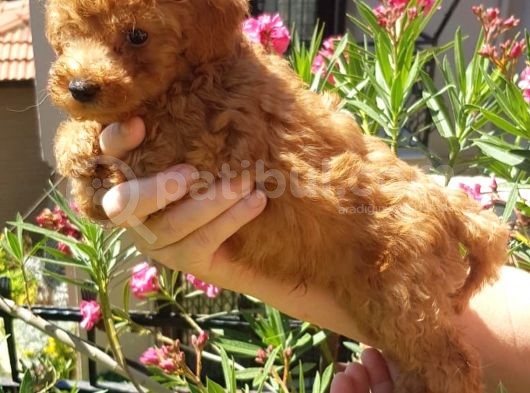 Di̇şi̇ Teacup Toy Poodle Yavrumuz görsel