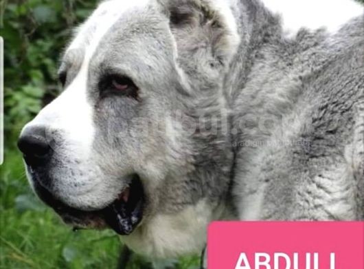 Secereli̇ Dünya Şampi̇yonu Yavrulari