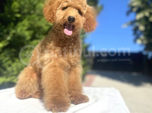 Aşilari Tam Toy Boy Poodle Oğlumuz görsel