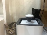 British Shorthair Black Ve Blackgolden Yavrular