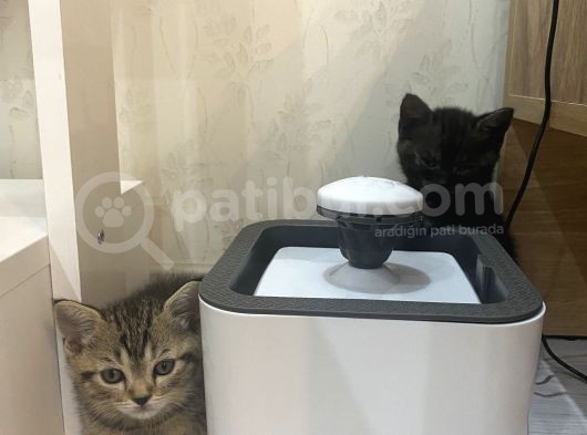 British Shorthair Black Ve Blackgolden Yavrular görsel