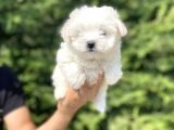 Orji̇nal Maltese Terri̇er Bebekler