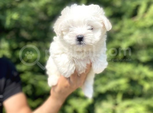 Orji̇nal Maltese Terri̇er Bebekler görsel