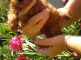 Dişi Erkek Toy Poodle Yavrularımız