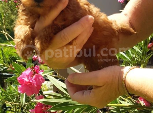 Dişi Erkek Toy Poodle Yavrularımız görsel