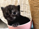 British Shorthair Black Ve Blackgolden Yavrular