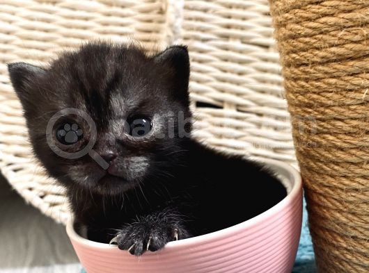 British Shorthair Black Ve Blackgolden Yavrular