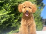 Aşilari Tam Toy Boy Poodle Oğlumuz
