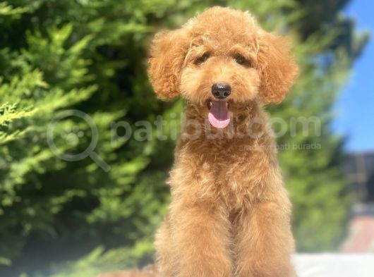 Aşilari Tam Toy Boy Poodle Oğlumuz