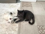 British Shorthair Black Ve Blackgolden Yavrular