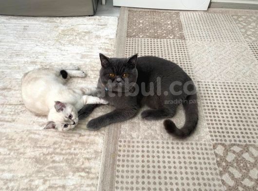 British Shorthair Black Ve Blackgolden Yavrular görsel