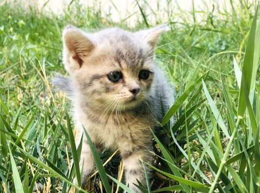Irk Garantili 55 Günlük Yavrularımız Yeni Ailelerini Arıyor görsel