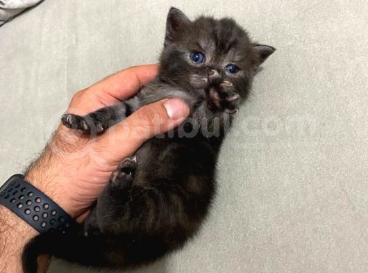 British Shorthair Black Ve Blackgolden Yavrular görsel