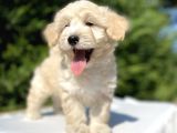 A Kali̇te Malti̇poo Bebekler