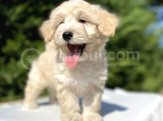 A Kali̇te Malti̇poo Bebekler görsel