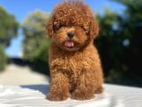 Red Di̇şi̇ Poodle Bebekler