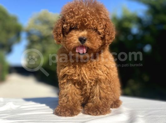 Red Di̇şi̇ Poodle Bebekler görsel
