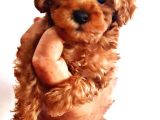 DİŞİ Teacup Toy Poodle Yavrumuz