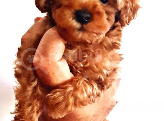 Di̇şi̇ Teacup Toy Poodle Yavrumuz